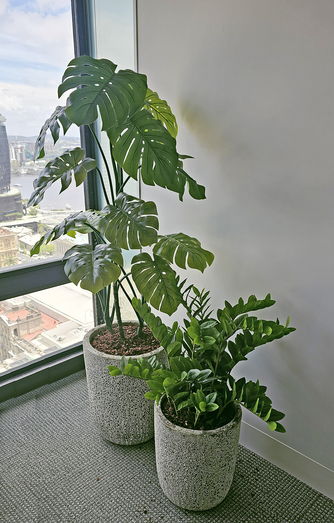 Swiss Cheese Plant [Monstera] 1.7m